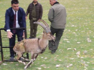 Tedavisi Biten Yaralı Dağ Keçisi, Adıyaman’da Doğaya Bırakıldı