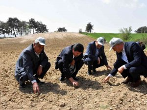 Tarsus’ta Yerli Ve Milli Yağlık Ayçiçek Tohumu Ekildi