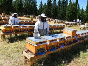 Erzincan’da Arıcılara Şeker Desteği Verilecek