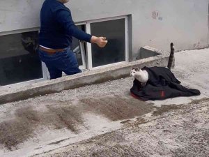 Pencereye Sıkışan Kedi Kurtarıldı