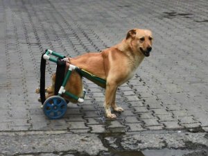 Beli Kırılan Sokak Köpeği Tekerlekli Düzenekle Yeniden Yürüdü