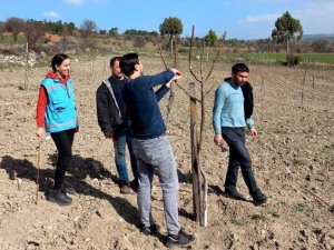 Domaniç’te Üreticilere Uygulamalı Cevizde Budama Ve Bakım Eğitimi