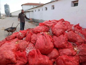 Üreticilerin Elinde Kalan Soğanlar Depolarda Çürüyor