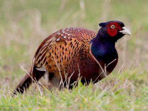 Samsun Tüm Türkiye’ye Sülün Dağıtacak