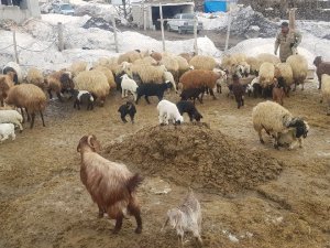 Adilcevaz’da Bir Yanda Kış Bir Yanda Bahar