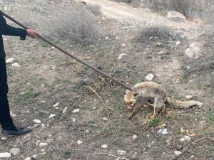 3 Metrelik Kuyuya Düşen Tilki Kurtarıldı