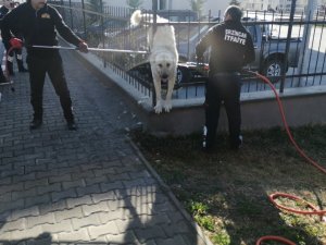 Demir Parmaklıklara Sıkışan Köpek Kurtarıldı