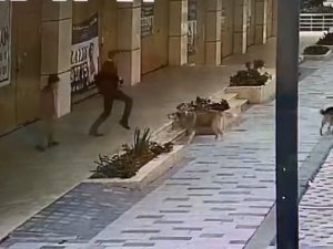 Babasıyla Okul Servisi Bekleyen Çocuğa, Köpekler Saldırdı