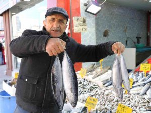 Sezonun Son Balıkları 15-30 Tl Arasında Tezgahlarda