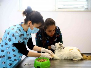 Zehirlenen Sokak Kedisini Veterinerler Hayata Döndürdü