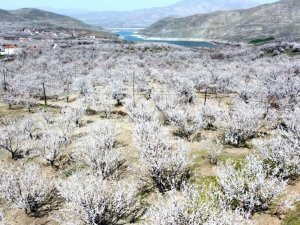 Kayısı Çiçeklerinin Görsel Şölenine İlgi