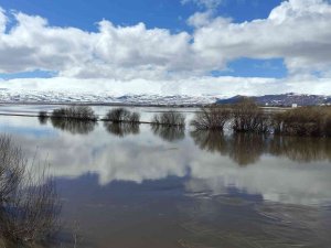 Nehir Taştı, Ardahan Ovası Sular Altında Kaldı