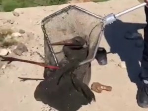 Çamura Saplanan Leyleği İtfaiye Ekipleri Kurtardı