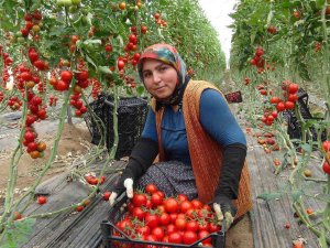 Mersin’de Örtü Altı Domates Tarlada 16.50 Tl’den Alıcı Buluyor