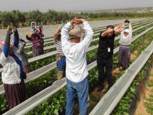 Fizyoterapist Eşliğinde Çilek Hasadı