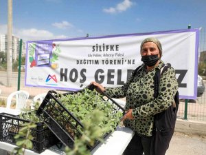 Silifke’de Üreticilere Alıç Ve Adaçayı Fidesi Dağıtıldı