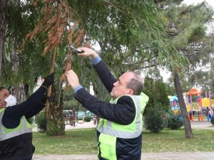 Tarihi Ağaçların Ömrüne Ömür Katıyorlar