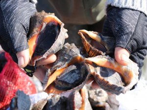 Hayvansal Ürün İhracatından 42,2 Milyon Döviz