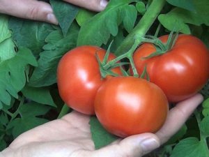 Protokol İmzalandı, Çiftçilerin Ekonomisine Can Katacak: 10 Ülkeye İhracat Edilecek