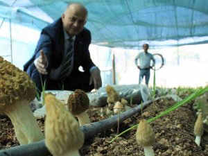 Tazesinin Kilosu 400, Kurusu 3 Bin Tl... Türkiye’de İlk Defa Üretimi Yapıldı