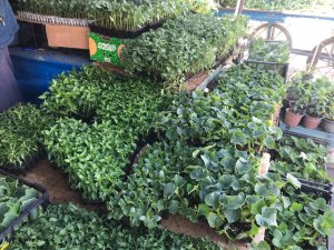 Iğdır’da Sebze Fidesi Satışları Başladı