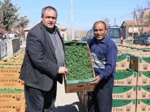 Aksaray’da Üreticilere 1 Milyon Fide Dağıtıldı