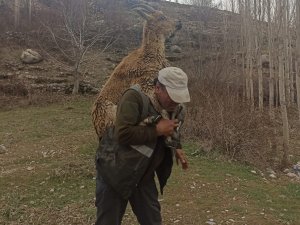 Hasta Yaban Keçisini 2 Kilometre Sırtında Taşıdı