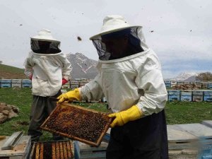 Derecik’te Arı Yetiştiricilerinin Bal Mesaisi Başladı