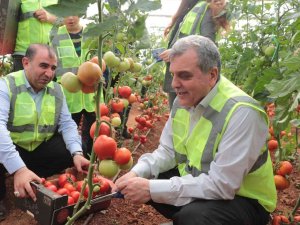 Şanlıurfa’da Belediye Serası İhtiyaç Sahiplerinin Yüzünü Güldürecek