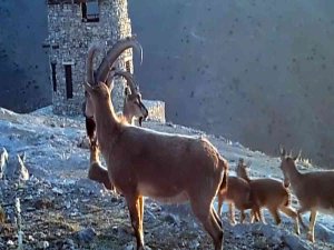 Kayseri’de Yaban Hayatı 26 Fotokapanla Takip Ediliyor