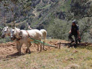 Aydın’da Atların Saban Mesaisi Başladı