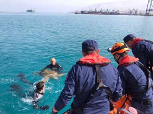 İ̇skenderun Körfezi’nde Bitkin Bulunan Caretta Caretta Koruma Altına Alındı