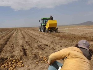 Yazlık Patates Ekimi Başladı