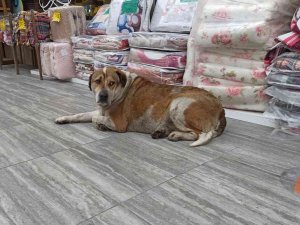Eli Sopalı Şahıs Sokakta Yatan Köpeğe Saldırdı; O Anlar Kameraya Yansıdı