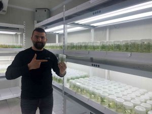 Milli Patates Çeşidi Dışa Bağımlılığı Azaltacak