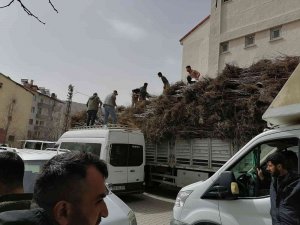 Bitlis’te Yıllık 6 Bin 730 Ton Kabuklu Ceviz Üretiliyor