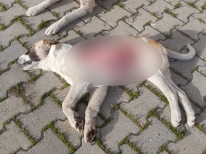 Yavru Köpek Derisi Yüzülmüş Halde Ölü Bulundu