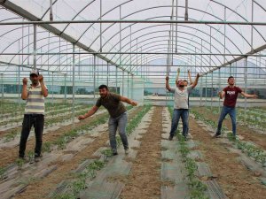 Amasya’da Kışın Çöken Seralarda Artık Yüzler Gülüyor: İ̇lk Fideler Dikildi