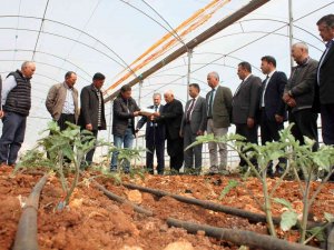 Domates Üreticilerine Feromon Tuzak Dağıtıldı