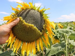 Samsun’da Tarım Ve Hayvancılık Projeleri