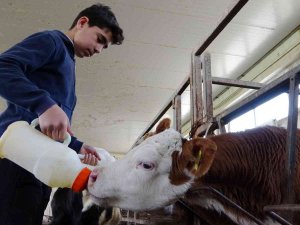 Muş’ta 115 Bin Buzağı Doğumu Bekleniyor