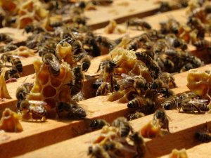 Ordu’da Arı Ölümleri Arttı