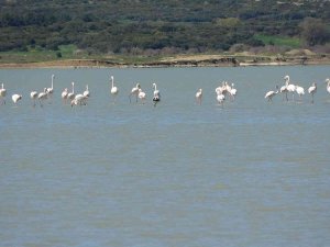 Göç Eden Flamingolar Çanakkale Tarihi Alanda Durakladı