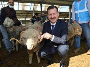 Balıkesir Büyükşehir’den Yerli Üreticiye Damızlık Koç Desteği