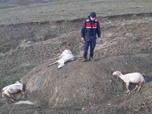 Ankara’da 58 Küçükbaş Hayvan Fırtına Ve Dolu Nedeniyle Telef Oldu