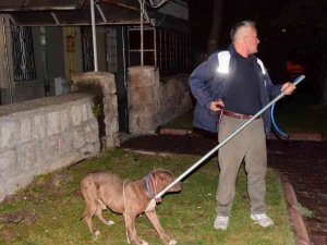 Kayseri’de Pitbull Evcil Köpekleri Parçalayacaktı