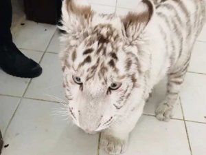 Jandarma’dan Kaçak Hayvan Operasyonu