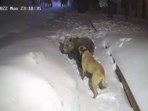 Uludağ’da Ayı İle Köpeğin Boğuşması Kameralarda