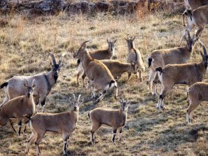 İ̇nat Etti İnatçı Keçilerin Peşine Düştü, Hepsini Bir Arada Görüntülemeyi Başardı
