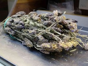 Bu Ot, Oruçta Zorlanan Sigara Tiryakilerinin İşini Kolaylaştırıyor